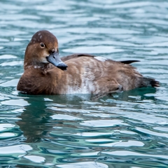 Aythya americana