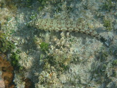 Parapercis millepunctata