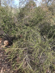 Adenostoma fasciculatum