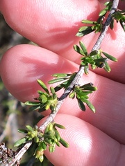 Adenostoma fasciculatum