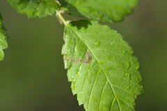 Agromyza aristata