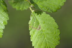 Agromyza aristata