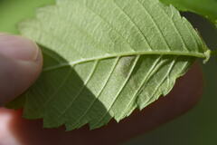 Agromyza aristata