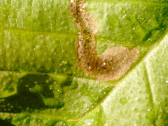 Agromyza aristata