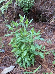 Baccharis heterophylla