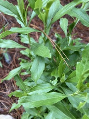 Baccharis heterophylla