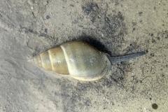 Nassarius dorsatus