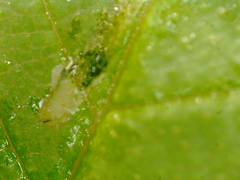 Agromyza aristata