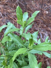 Baccharis heterophylla