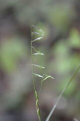 Melica mutica