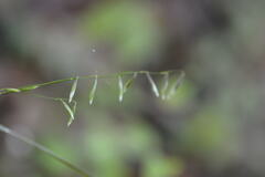 Melica mutica