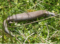 Cyclodomorphus casuarinae