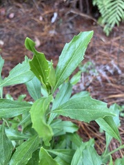 Baccharis heterophylla