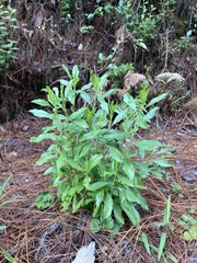 Baccharis heterophylla