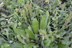 Plantago virginica