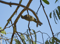 Nesoptilotis flavicollis