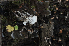 Peltigera neopolydactyla