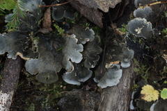 Peltigera neopolydactyla