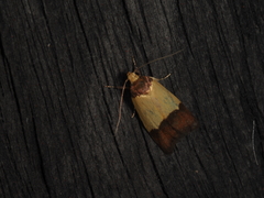 Heteroteucha dichroella