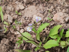Mazus pumilus