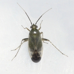 Plagiognathus