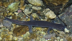 Hynobius yiwuensis