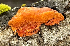Trametes cinnabarina