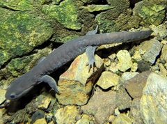 Hynobius yiwuensis