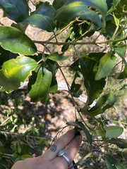 Sarcomelicope simplicifolia