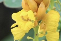 Senna reticulata