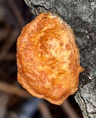Trametes cinnabarina