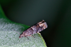 Olethreutes appendiceum