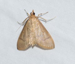 Protonoceras mitis