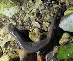 Hynobius yiwuensis