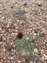 Isostigma peucedanifolium