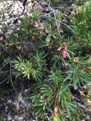 Brachyloma ericoides