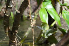 Acanthagrion adustum