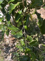 Sarcomelicope simplicifolia