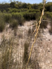 Austrostipa puberula