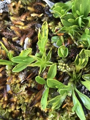 Caltha appendiculata