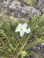 Mandevilla petraea