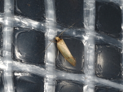 Oecophorinae