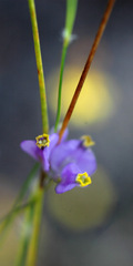 Burmannia juncea
