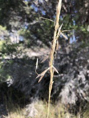 Austrostipa puberula