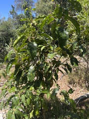 Sarcomelicope simplicifolia