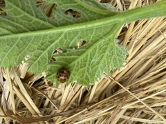 Henosepilachna vigintisexpunctata