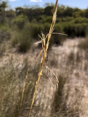 Austrostipa puberula