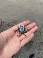 Mictyris longicarpus