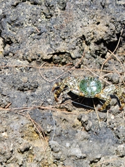 Grapsus albolineatus
