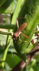 Riptortus linearis